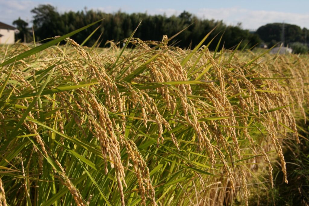 生産量日本一を誇る酒米の王者「山田錦」の稲穂