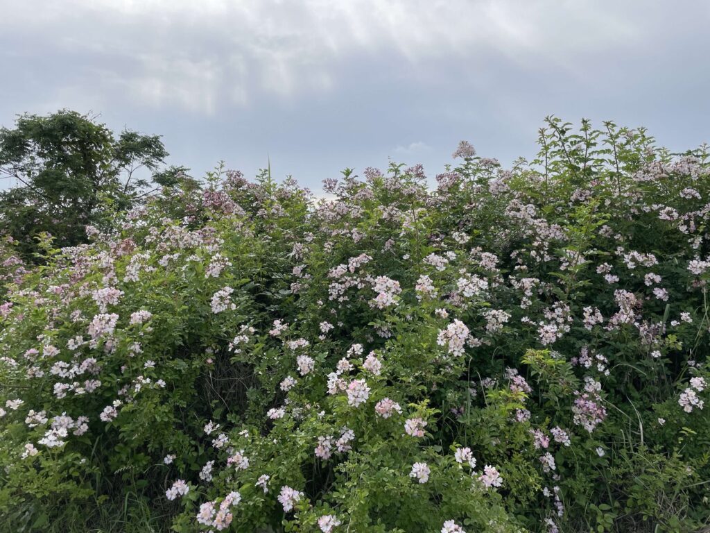 初夏の錦町を彩る可憐な野花