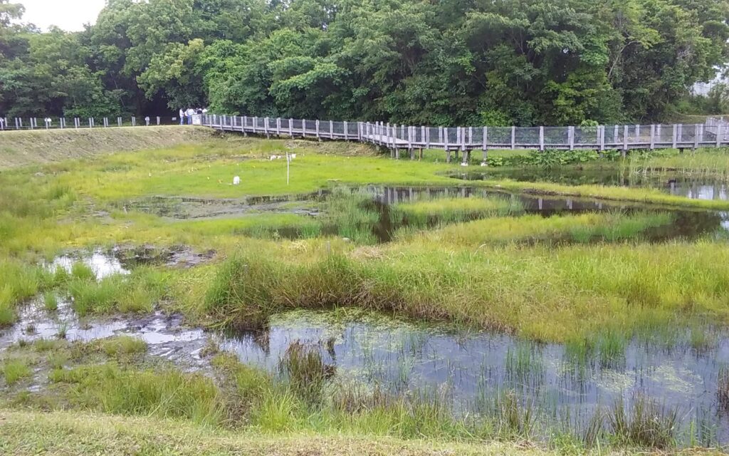 希少な植物を見ることができる国の天然記念物に指定された川南湿原