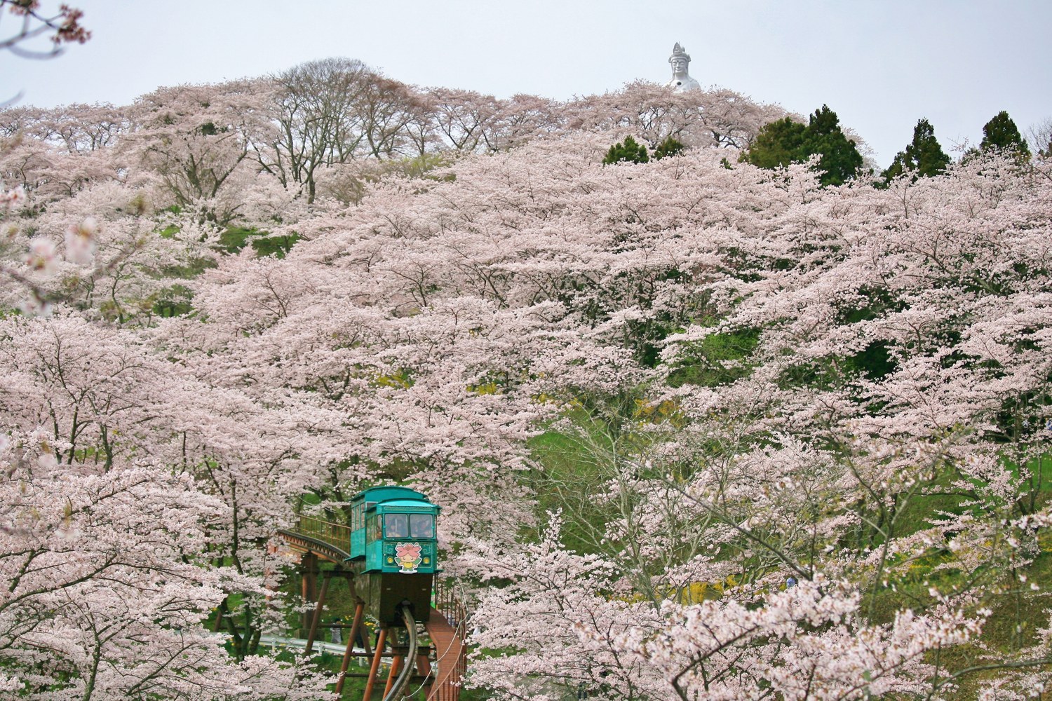 春の船岡城址公園と桜のトンネルを通るスロープカー（2026年度中に再開予定）