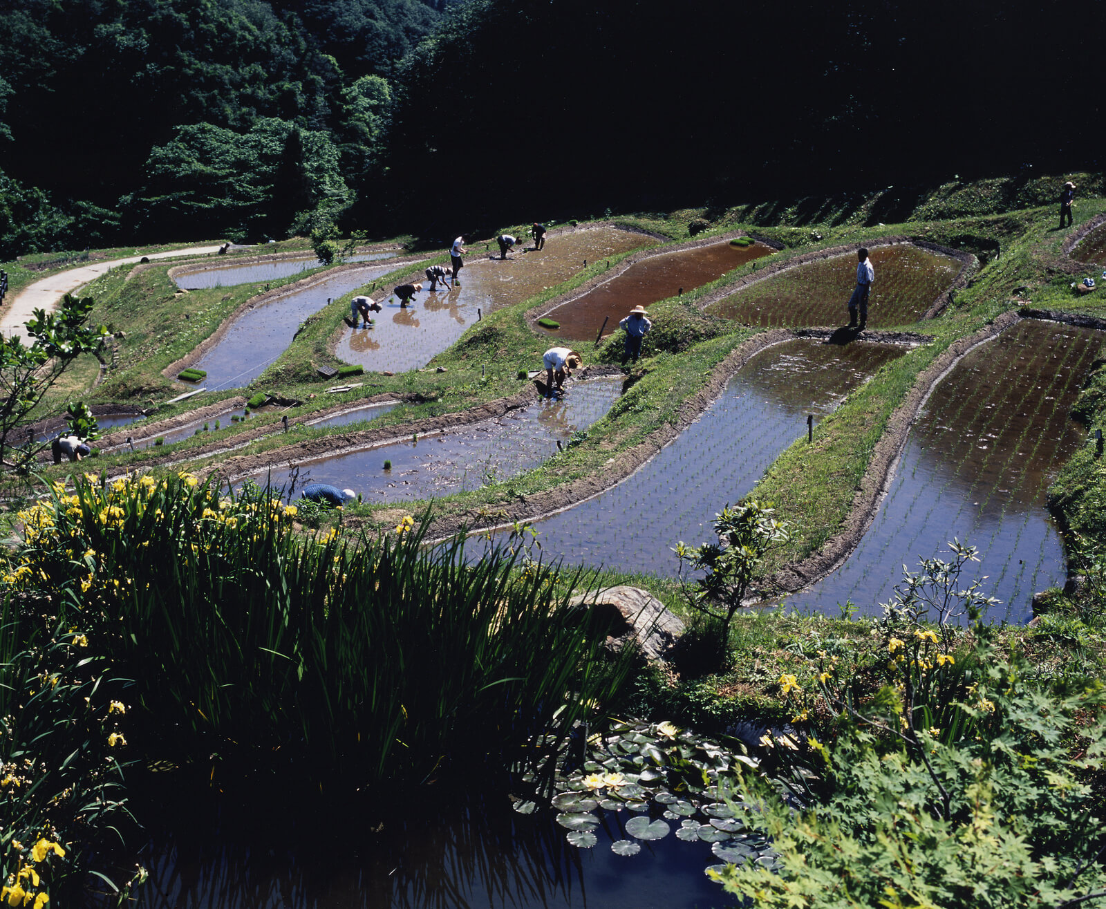 田植え