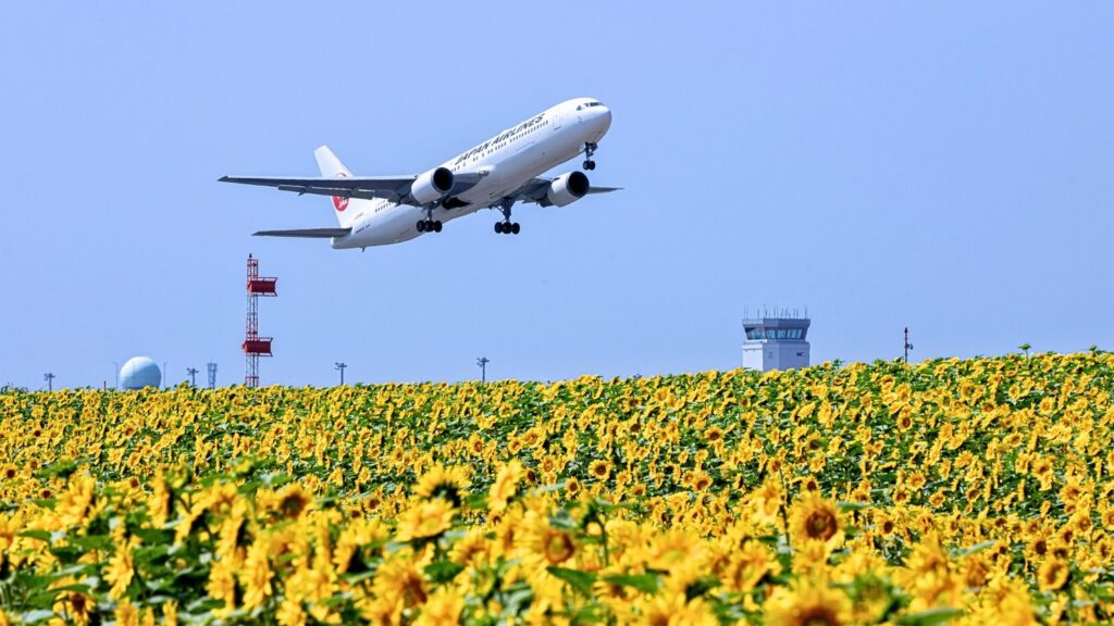 女満別空港横のひまわり畑