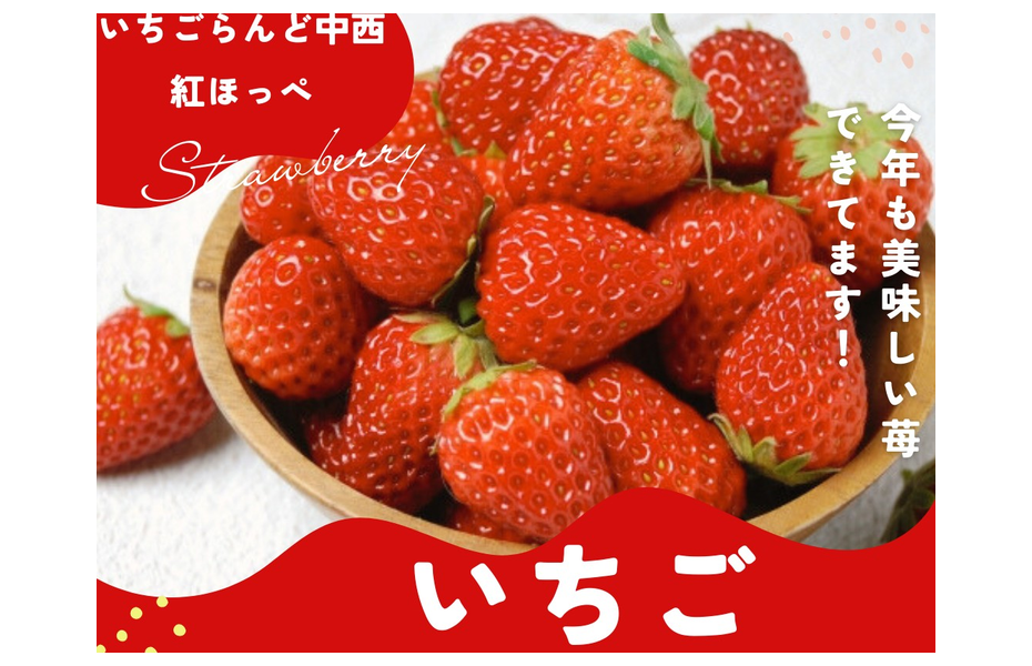 朝採り完熟いちご「紅ほっぺ」