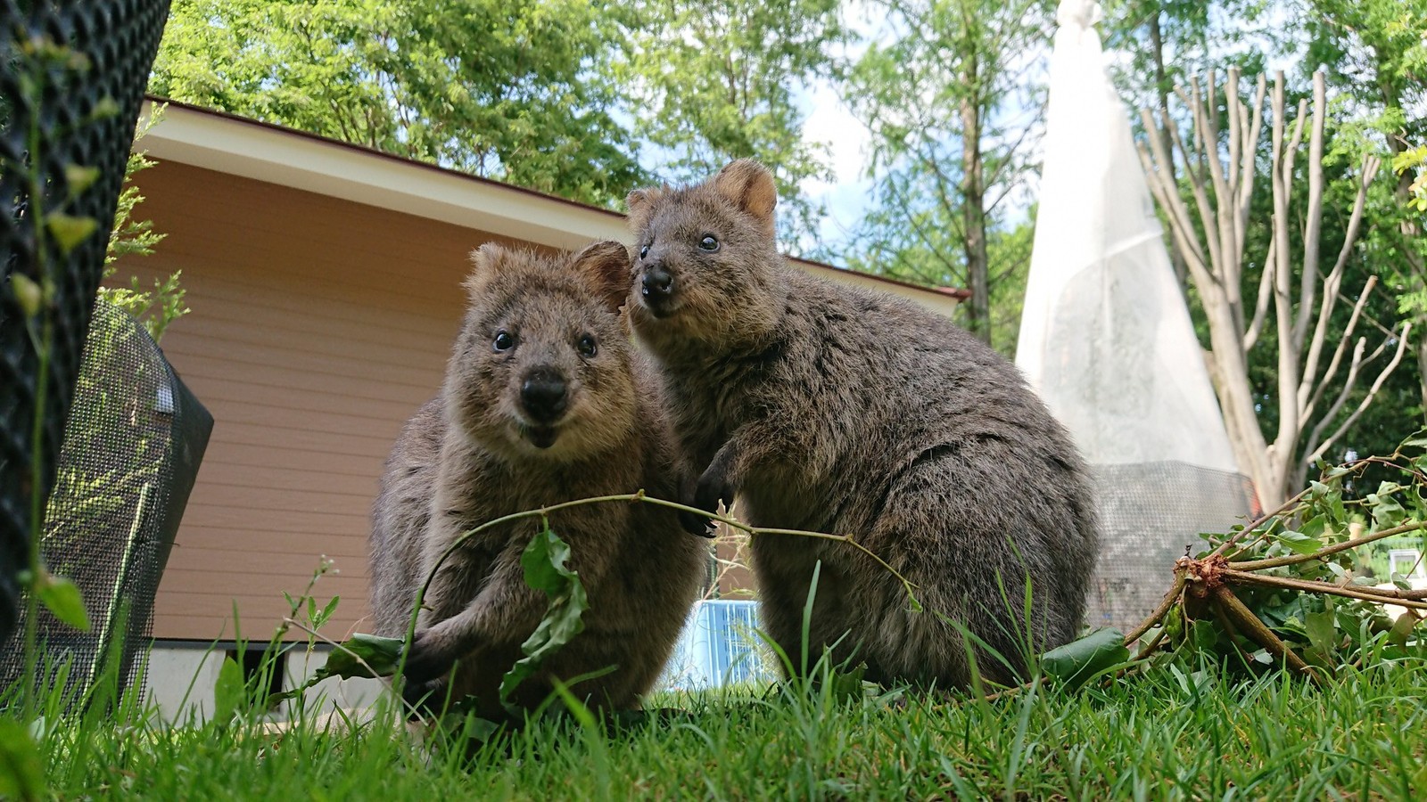 〝世界一しあわせな動物〟と呼ばれる「クオッカ」