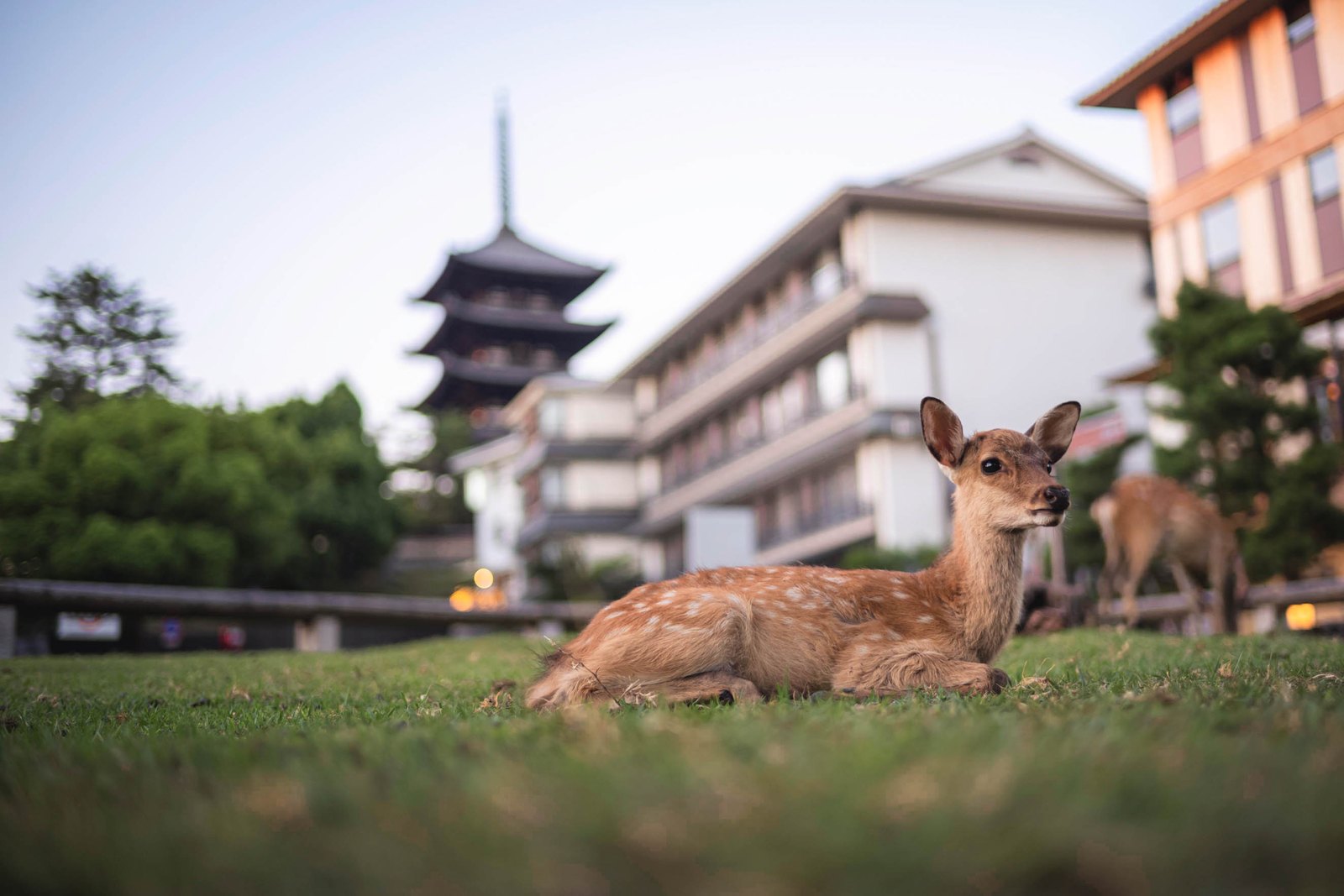 古都の風景に溶け込む、愛らしい奈良公園の鹿たち