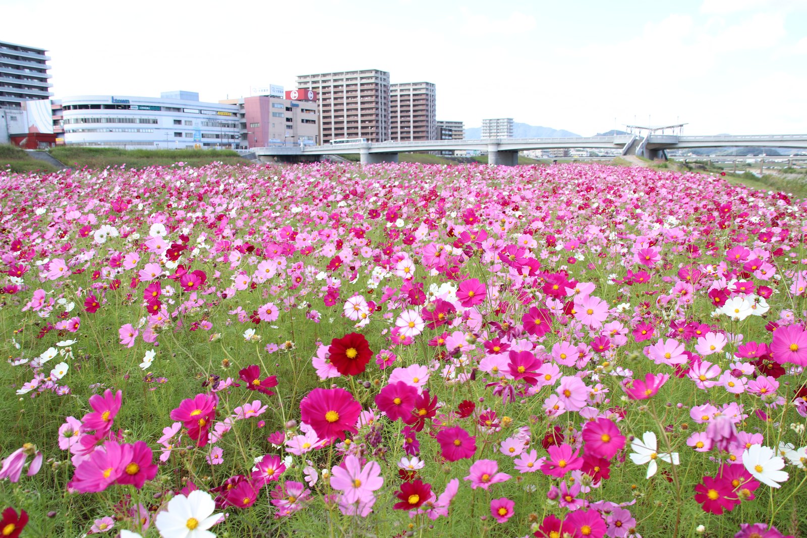中の島のコスモス