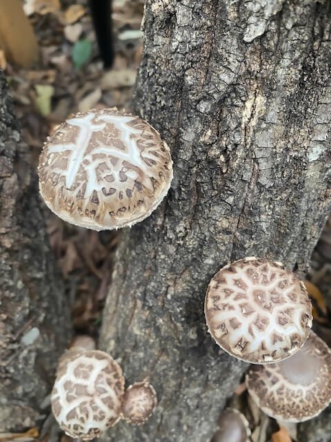 ブランド椎茸「天空茸」