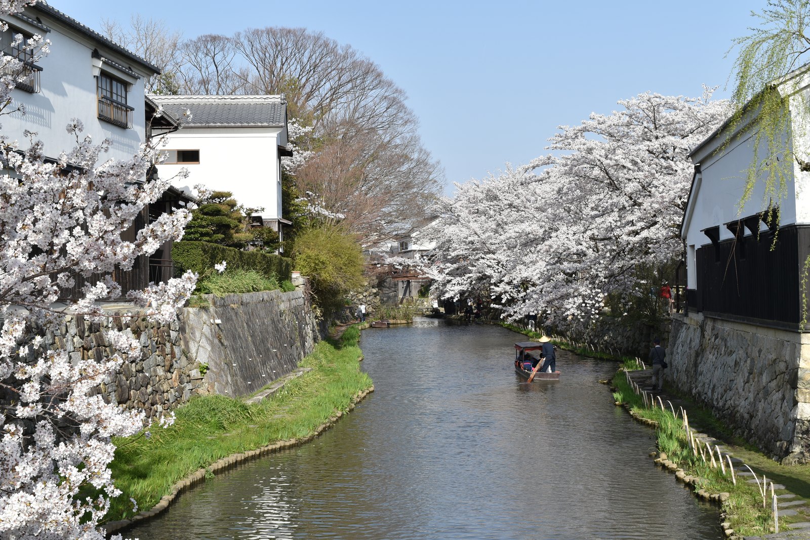 春の八幡堀