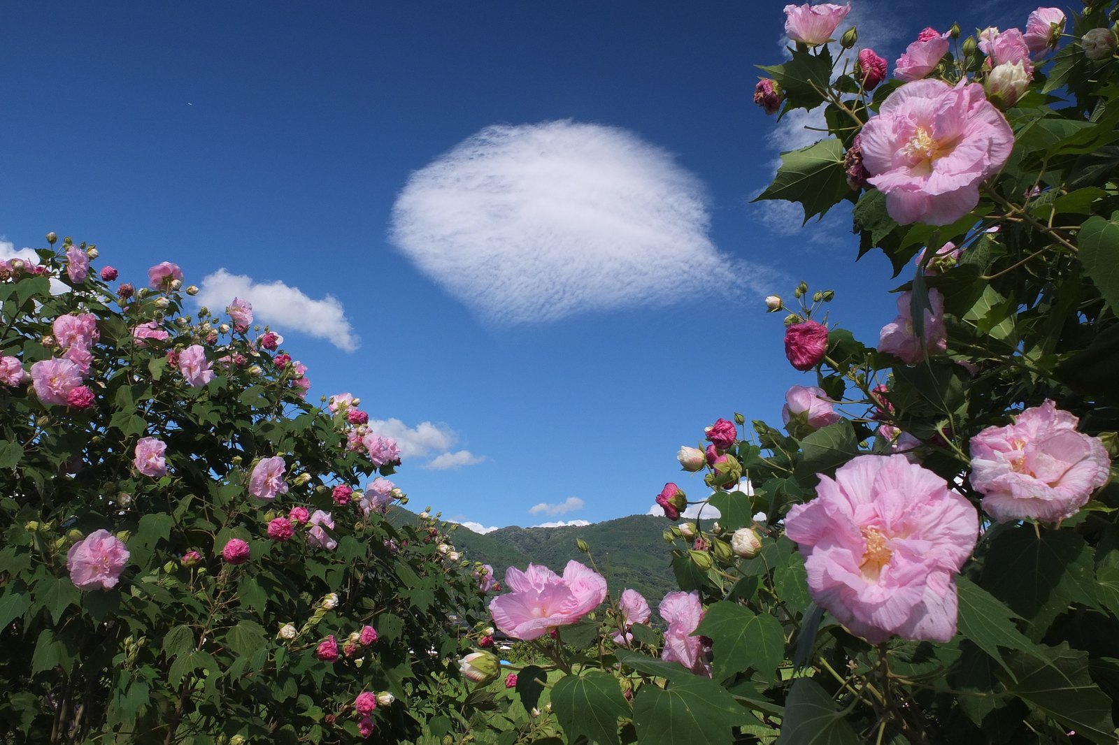 夏・酔芙蓉