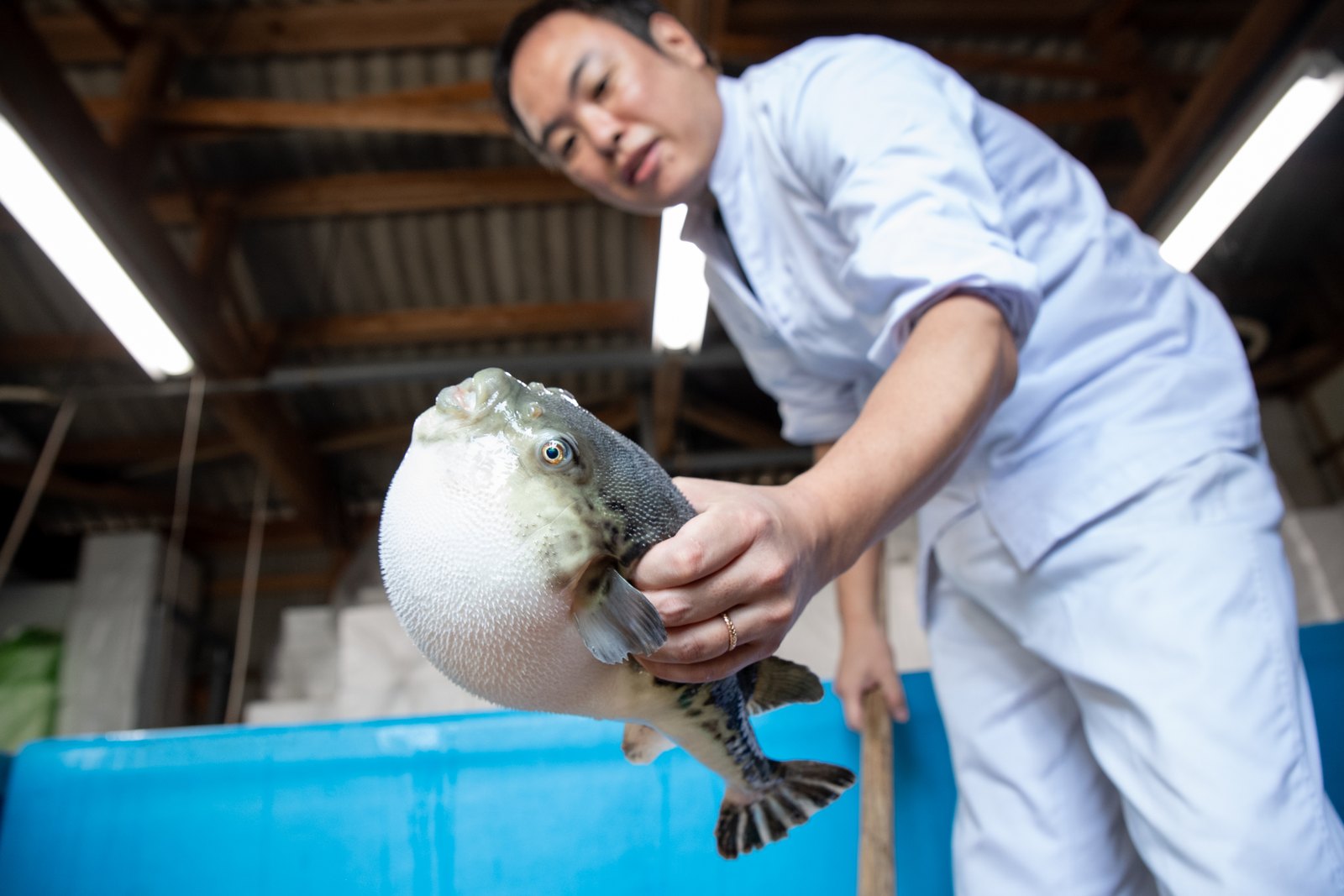 大分 佐伯 とらふぐ