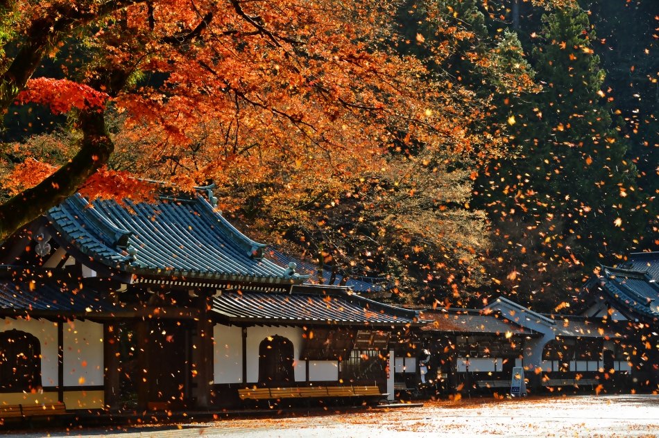 秋・紅葉