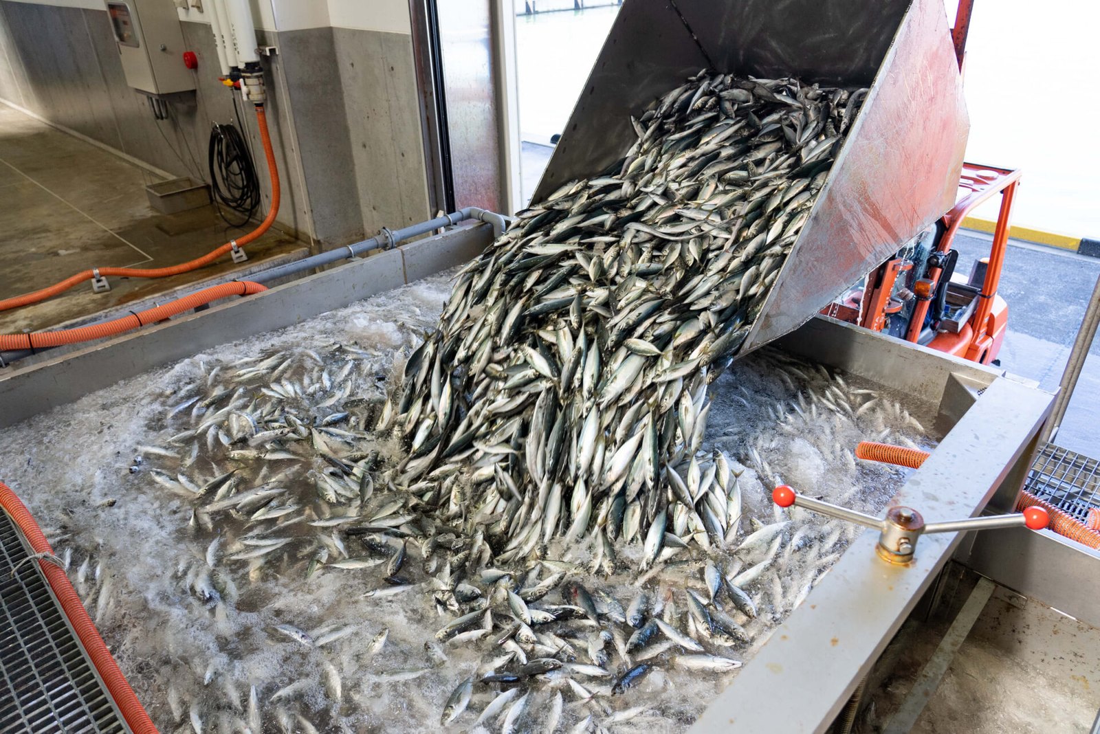 水揚げ量日本一のアジ
