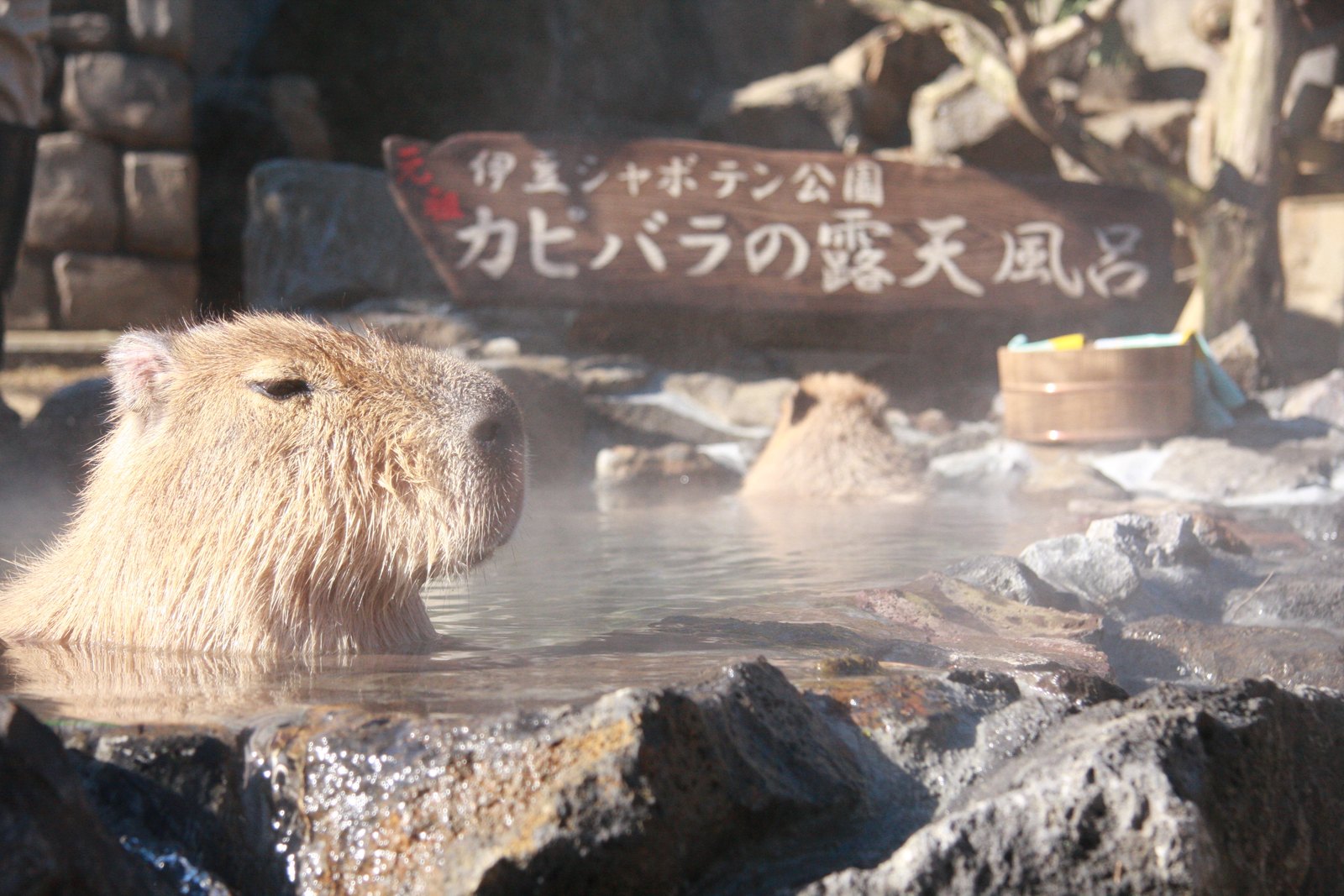 ほっこり極楽気分。「伊豆シャボテン公園」の元祖カピバラ温泉